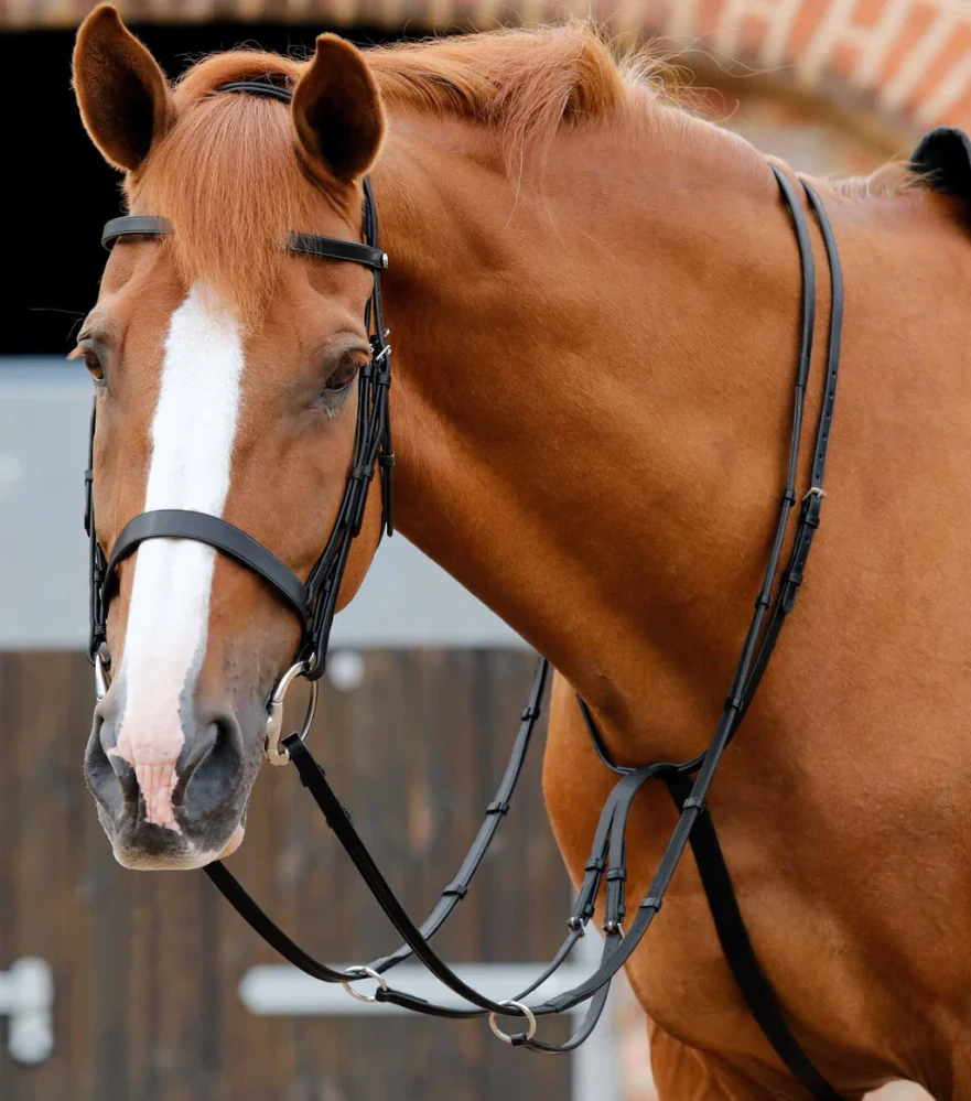Premier Equine - Martingal Santadi