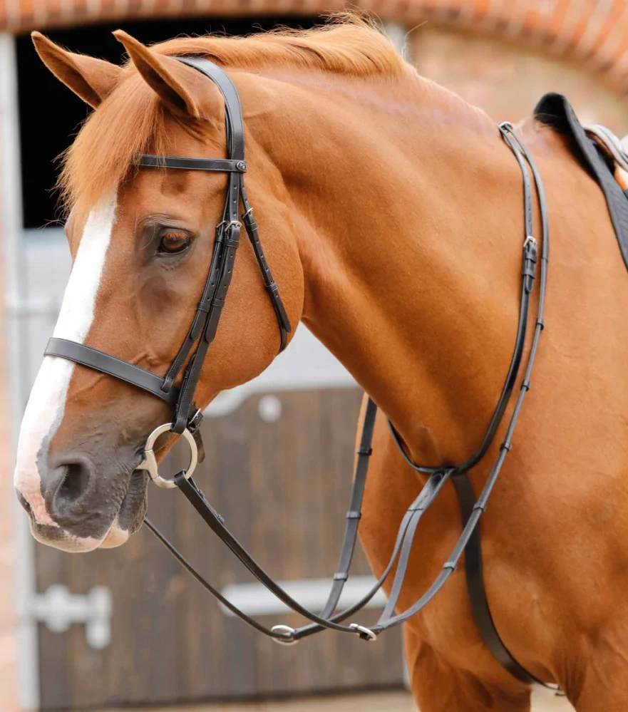 Premier Equine - Martingal Fuscaldo Running