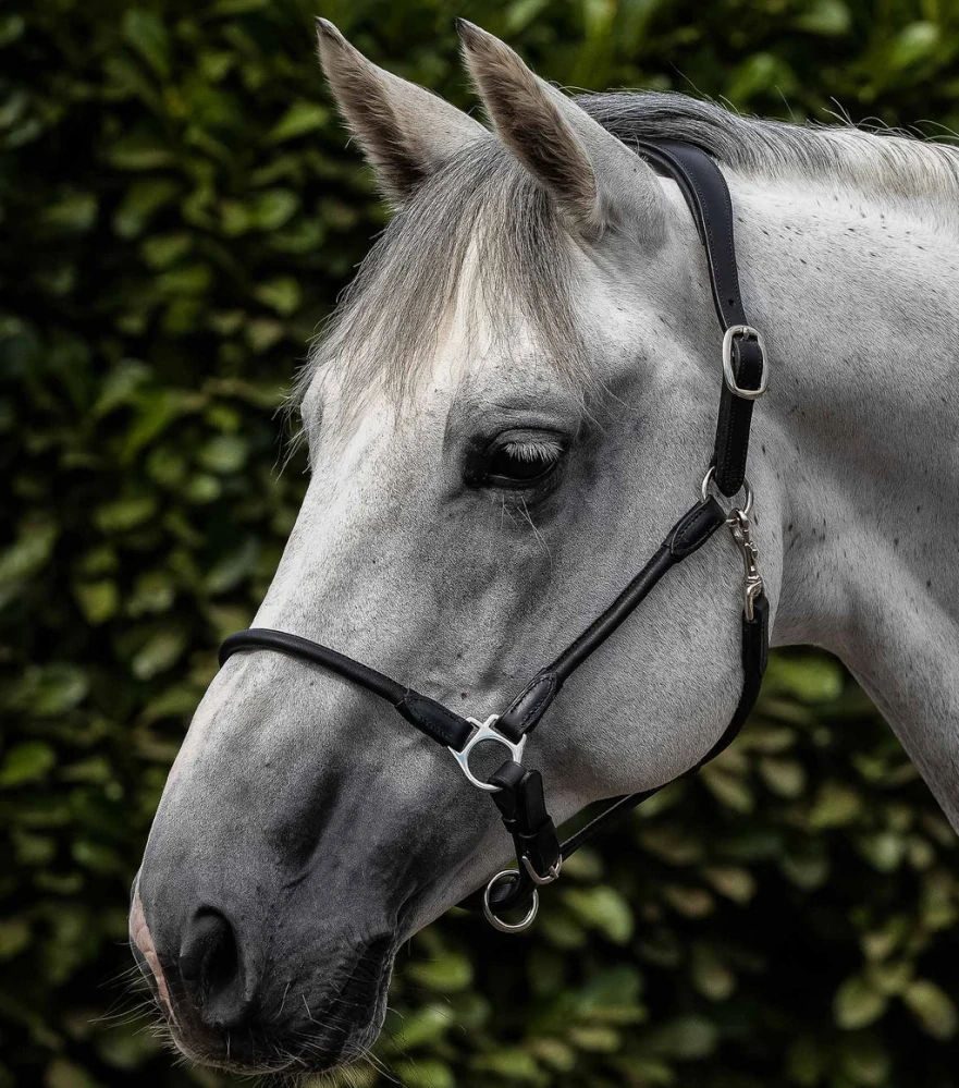 Premier Equine - Pasco Kožená ohlávka