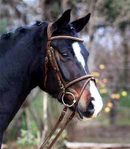 Waldhausen - X-Line Uzdečka Bridle Santander