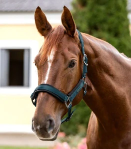 Waldhausen - Ohlávka Soft Touch