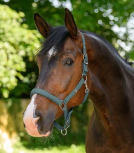 Waldhausen - Ohlávka Trinidad