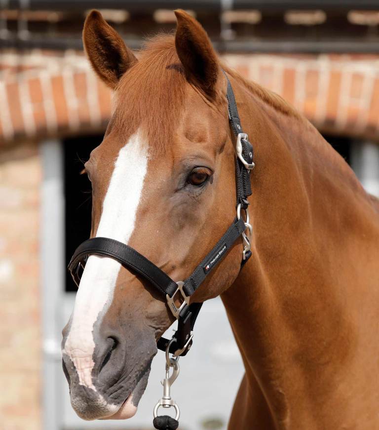 Premier Equine - Ohlávka s polstrováním Plain