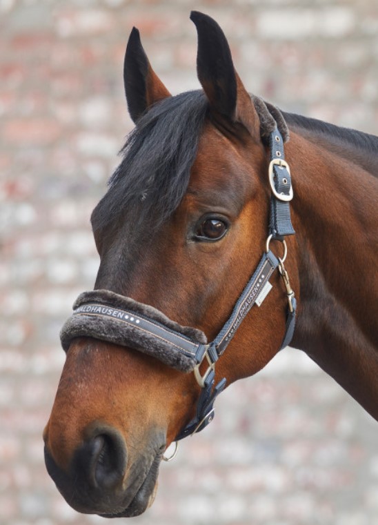 Waldhausen - Ohlávka Elegant