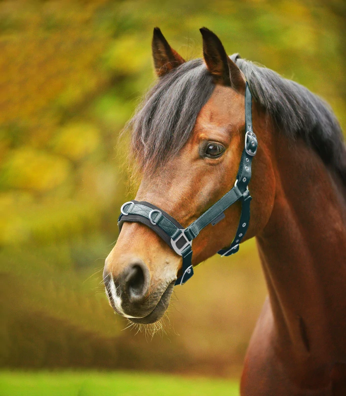 Waldhausen - Lonžovací obnosek