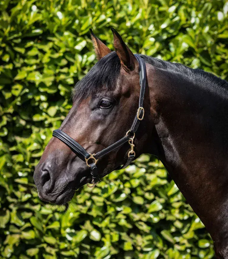 Premier Equine - Kožená ohlávka s polstrováním Rego 