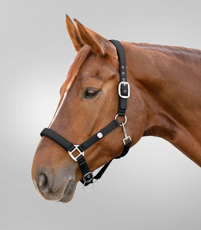 Waldhausen - Ohlávka Trinidad