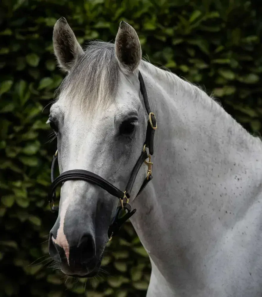 Premier Equine - Kožená ohlávka s polstrováním Rego 