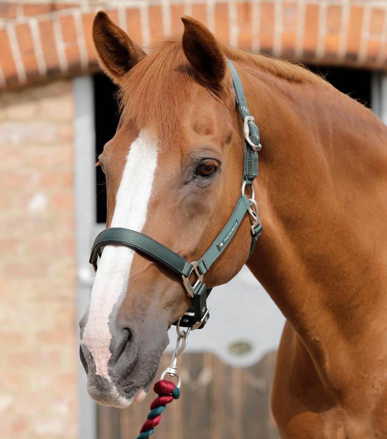 Premier Equine - Ohlávka s polstrováním Plain