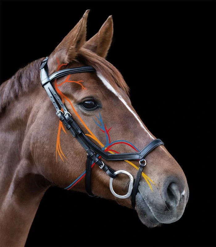 Waldhausen - X-Line Uzdečka Bridle Relaxation