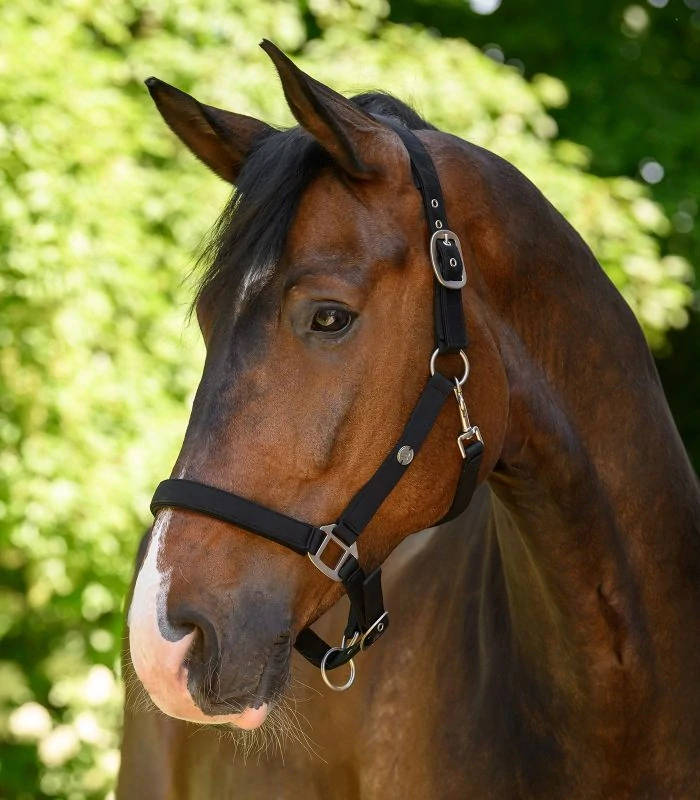 Waldhausen - Ohlávka Trinidad