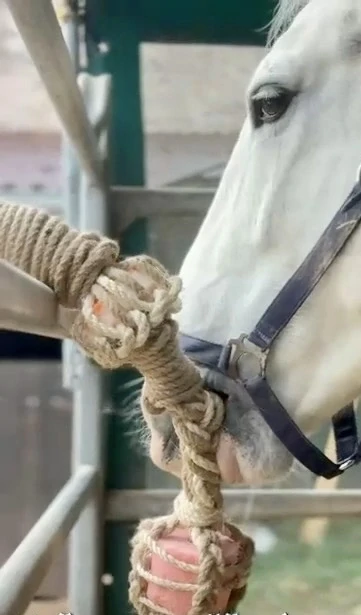 HryzLiz - trvanlivá hračka pro koně do boxu i ven s minerálním lizem Lolly Lick (Balení 3 kg)